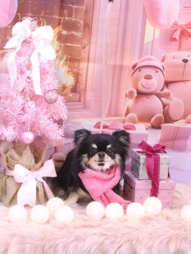 20241214プリンちゃん